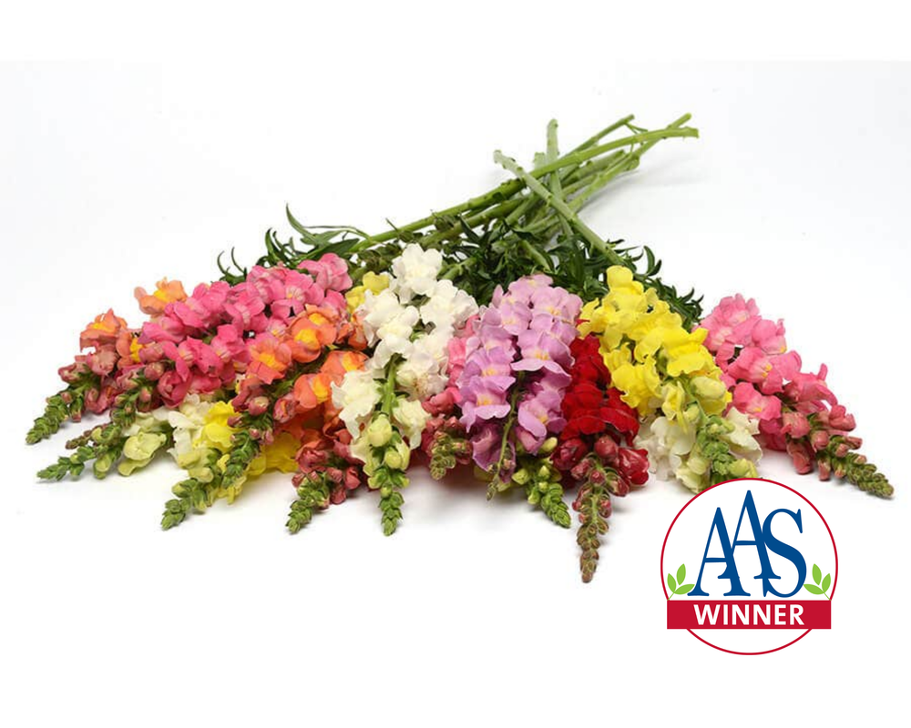Snapdragons