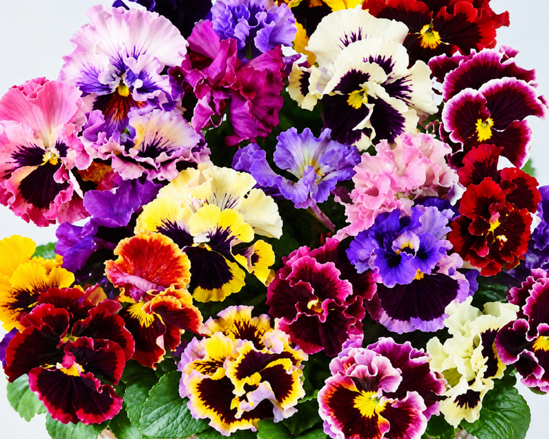 Ruffled Feathers Mix Pansy Seeds