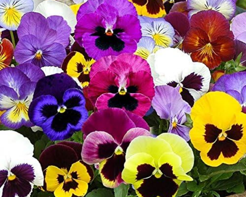 Super Swiss Giants Florist Mix Pansy Seeds