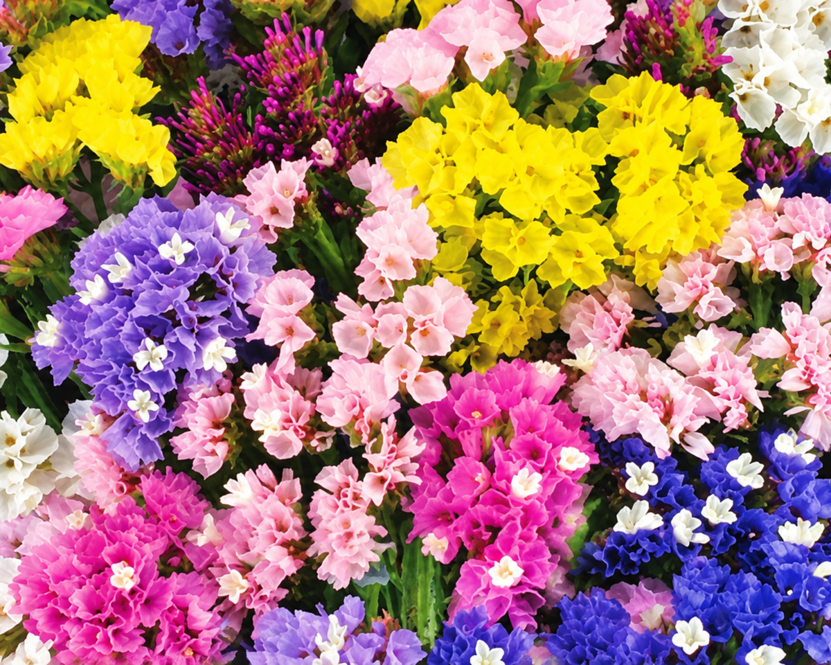Mixed Colors Statice Seeds