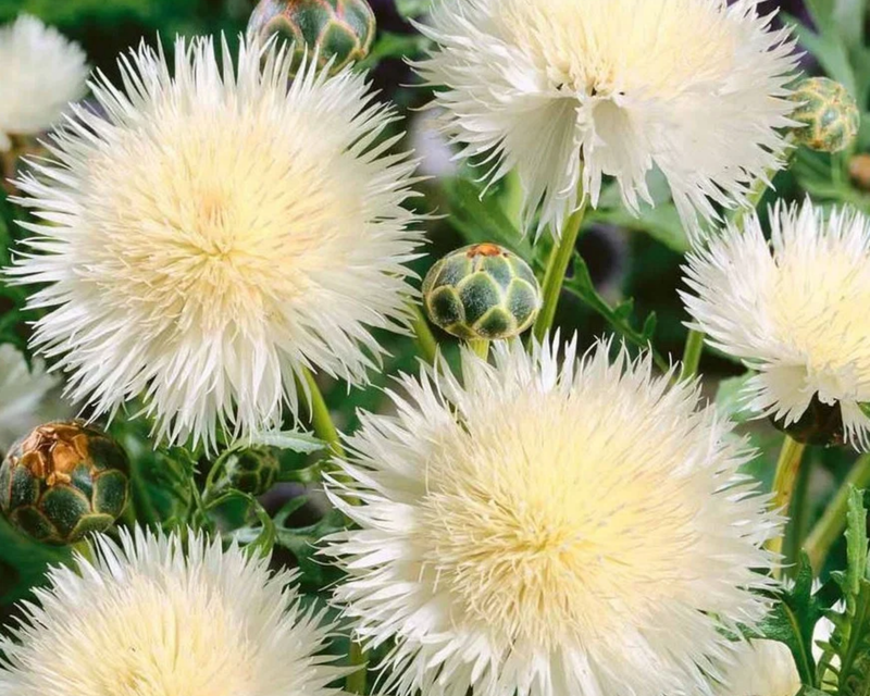 The Bride Bachelor's Button Seeds
