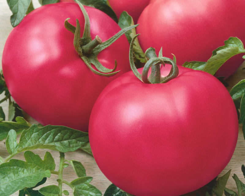 Bulk: Chef's™ Choice Pink Hybrid Slicing VFNTA Tomato Seeds