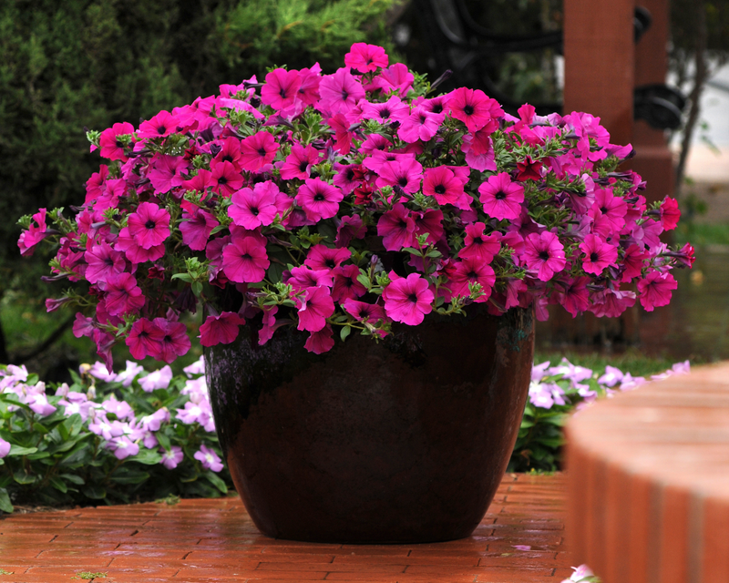Purple Wave® Spreading Petunia Seeds