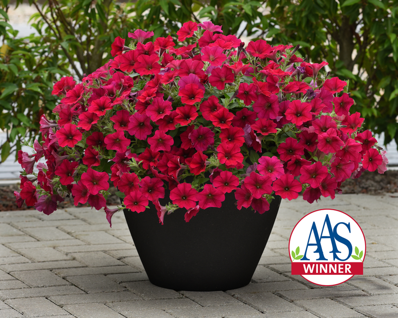 Carmine Velour Wave® Spreading Petunia