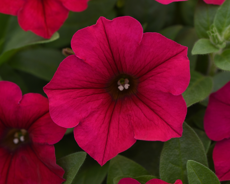 Carmine Velour Wave® Spreading Petunia