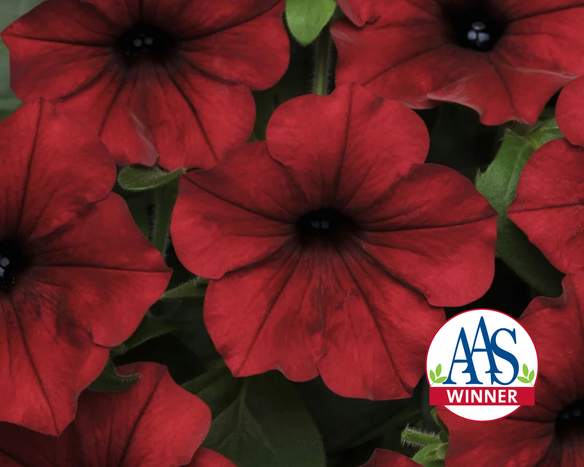 Hybrid Tidal Wave® Red Velour Spreading Petunia Seeds