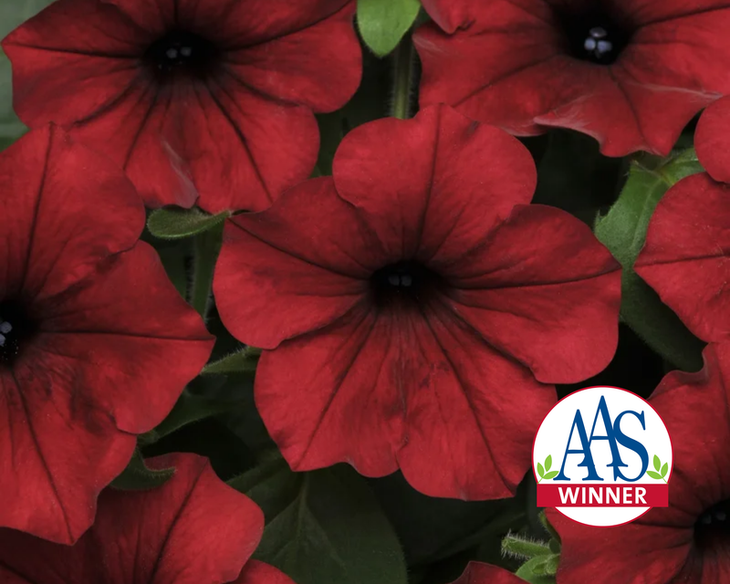 Hybrid Tidal Wave® Red Velour Spreading Petunia Seeds