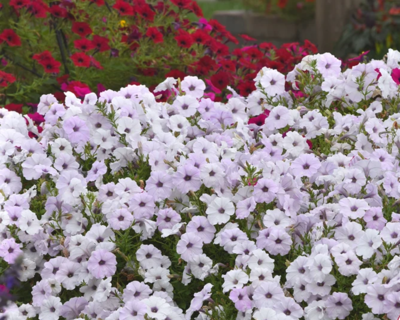 Hybrid Tidal Wave® Silver Spreading Petunia Seeds