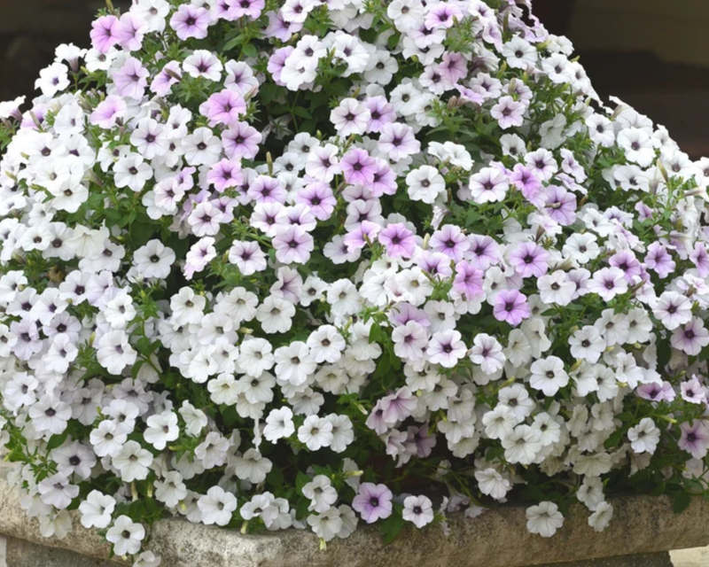 Hybrid Tidal Wave® Silver Spreading Petunia Seeds