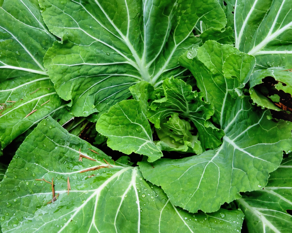 Tronchuda Kale Seeds