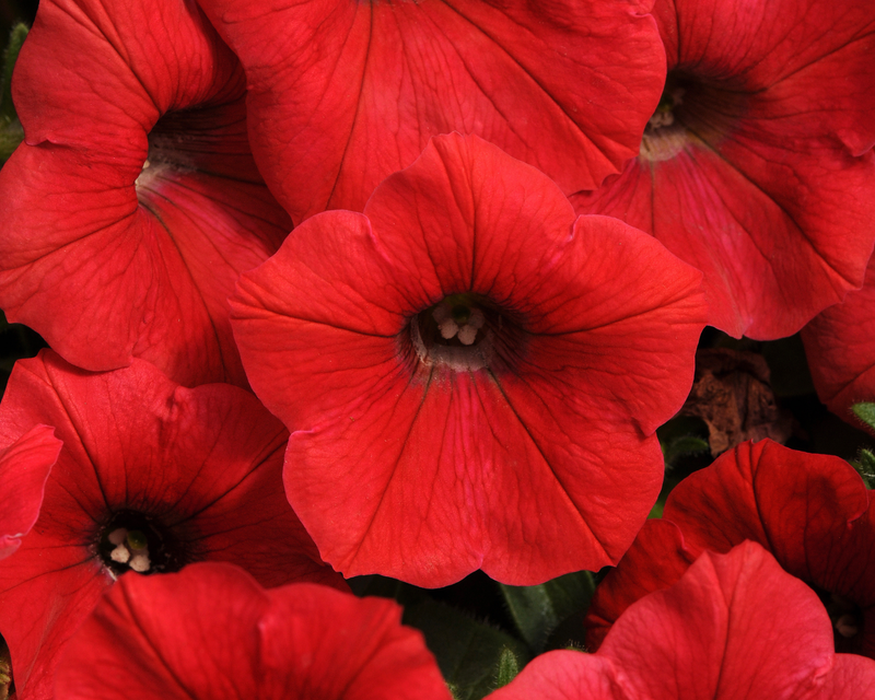 Shock Wave® Red Spreading Petunia Seeds