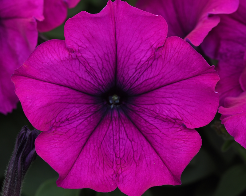 Hybrid Easy Wave Violet Spreading Petunia Seeds
