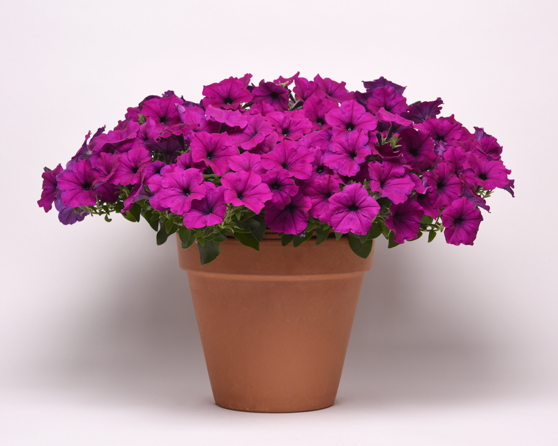 Hybrid Easy Wave Violet Spreading Petunia Seeds