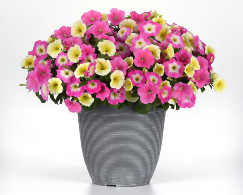 E3 Easy Wave Sweet Taffy Mix Hybrid Petunia Seeds