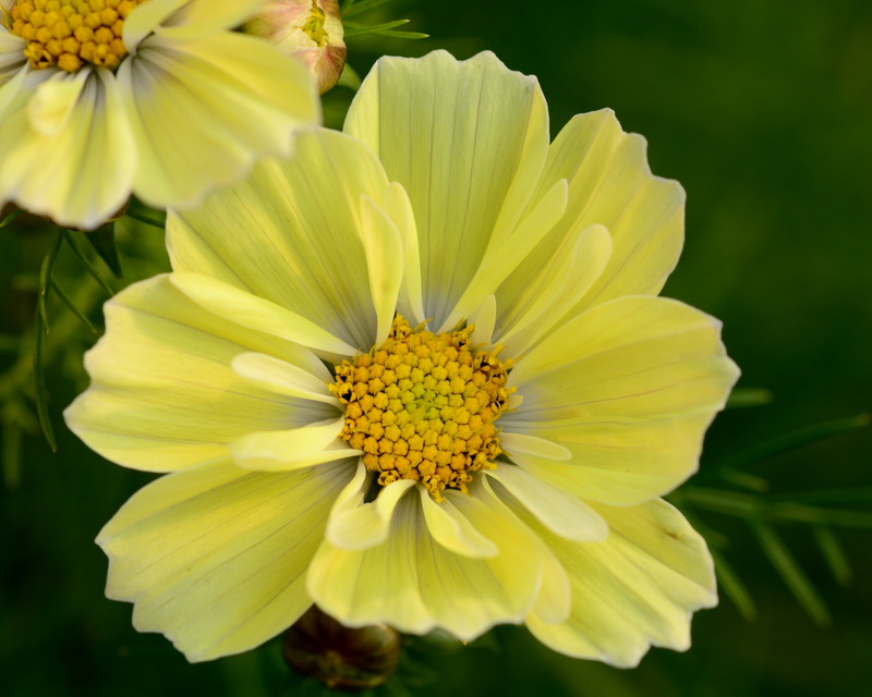 Xanthos Cosmos Seeds