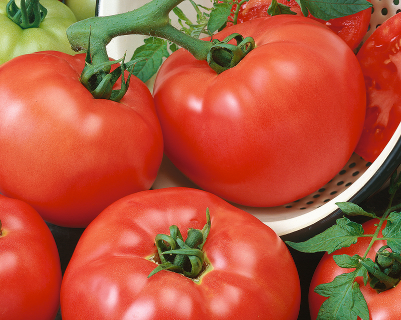Chef's™ Choice Red Hybrid Slicing VFF Tomato Seeds
