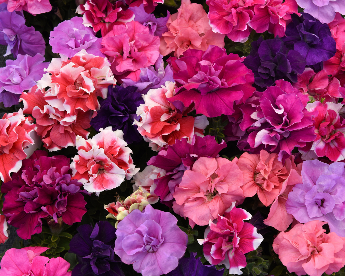 Double Madness Floribunda Hybrid Mix Petunia Seeds