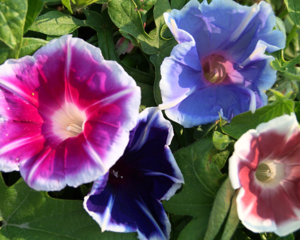 Morning Glories & Moon Vines