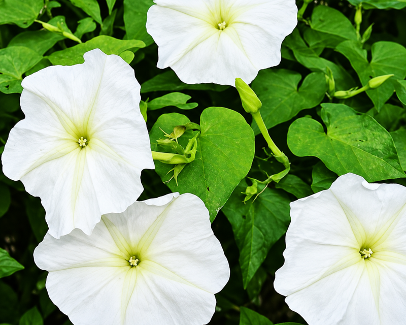 Moon Vine Alba Seeds
