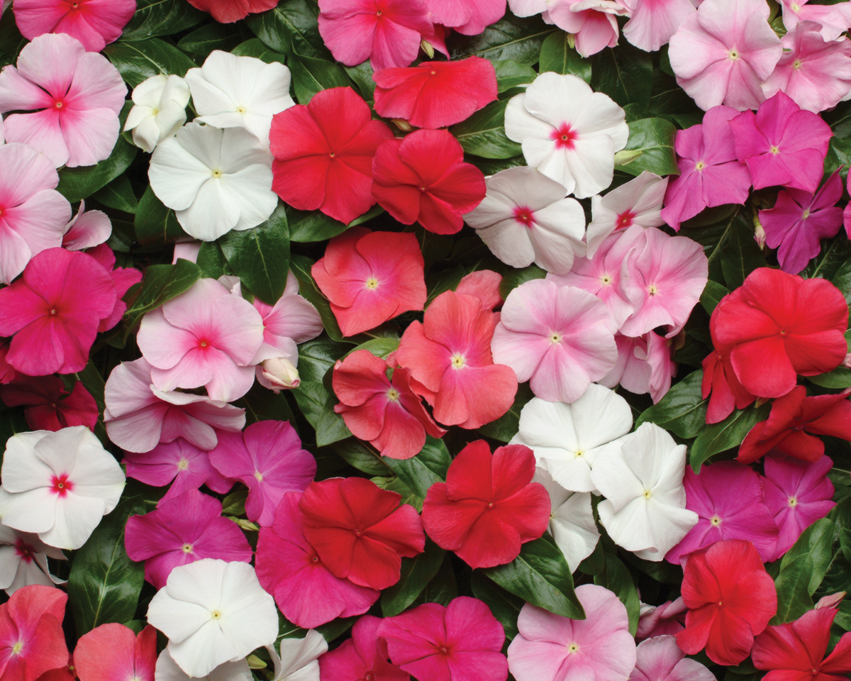 Vinca Pacifica XP Mix Seeds