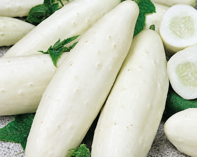 White Wonder Cucumber