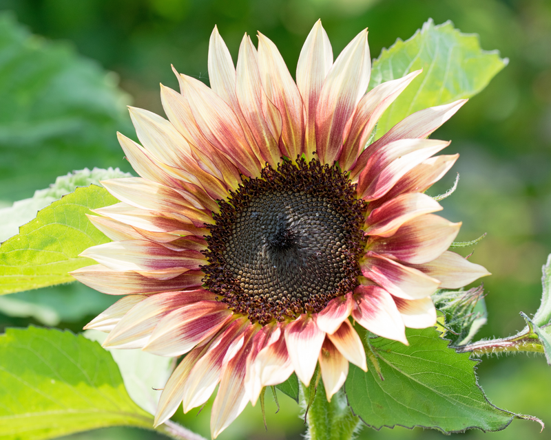 Strawberry Blonde Hybrid Sunflower Seeds