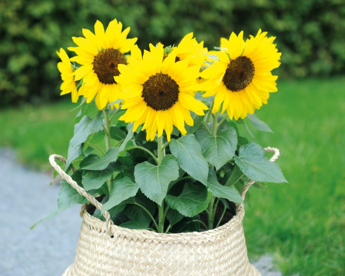 Bert Hybrid Sunflower Seeds