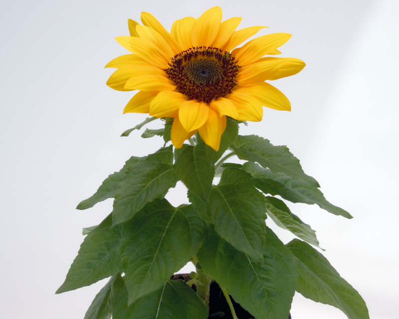 Bert Hybrid Sunflower Seeds