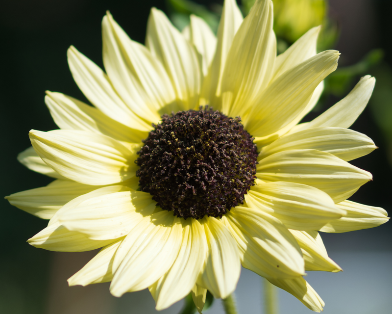 Italian White Sunflower Seeds