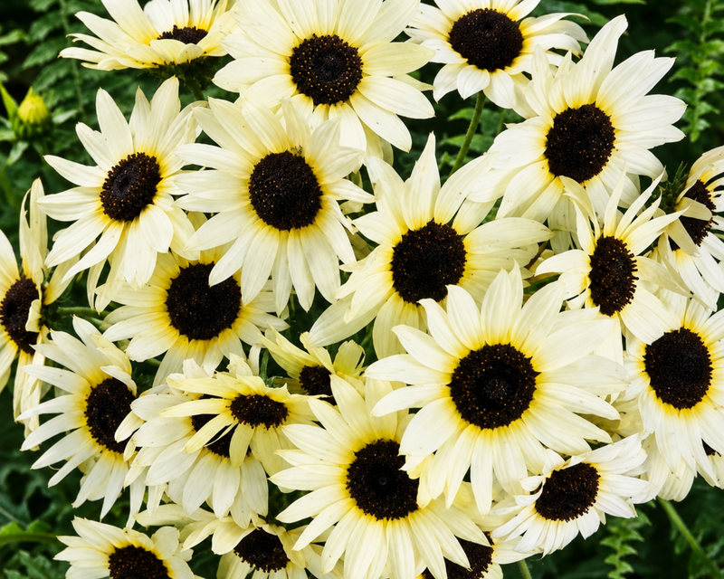 Italian White Sunflower Seeds