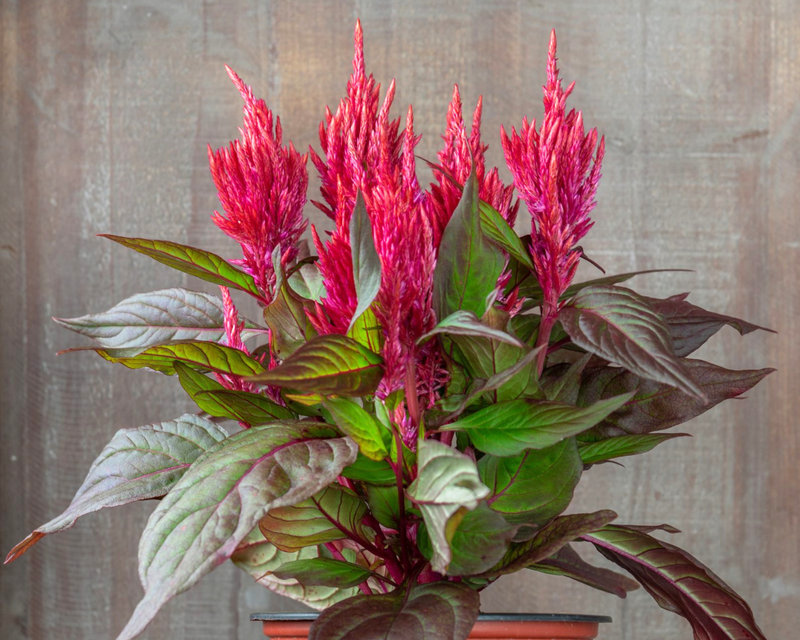 Burning Embers Celosia Seeds