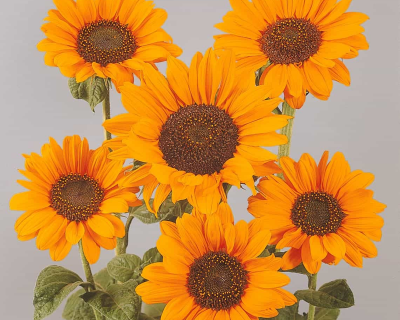 Soraya Sunflower Seeds