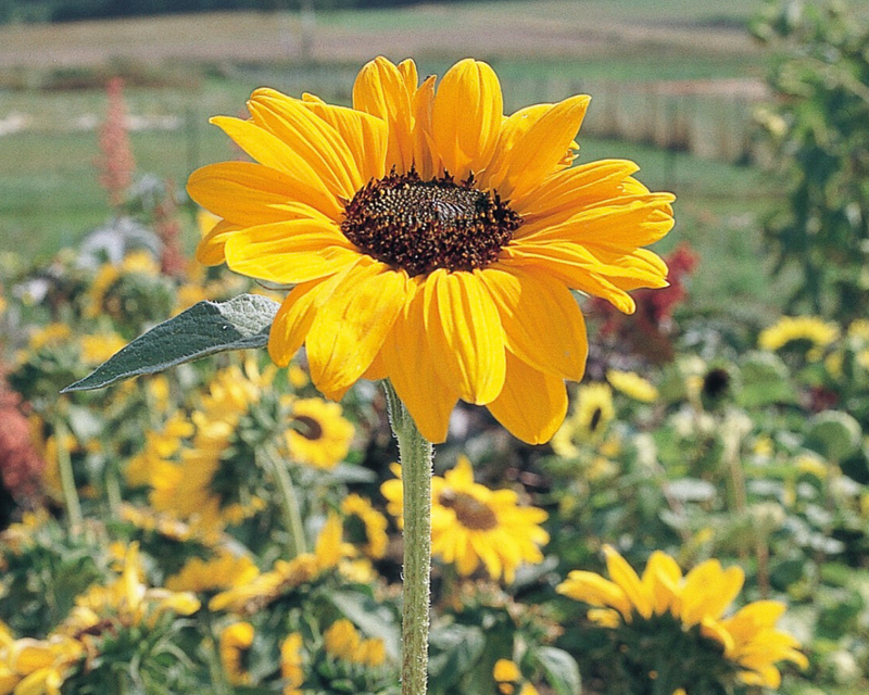 Soraya Sunflower Seeds