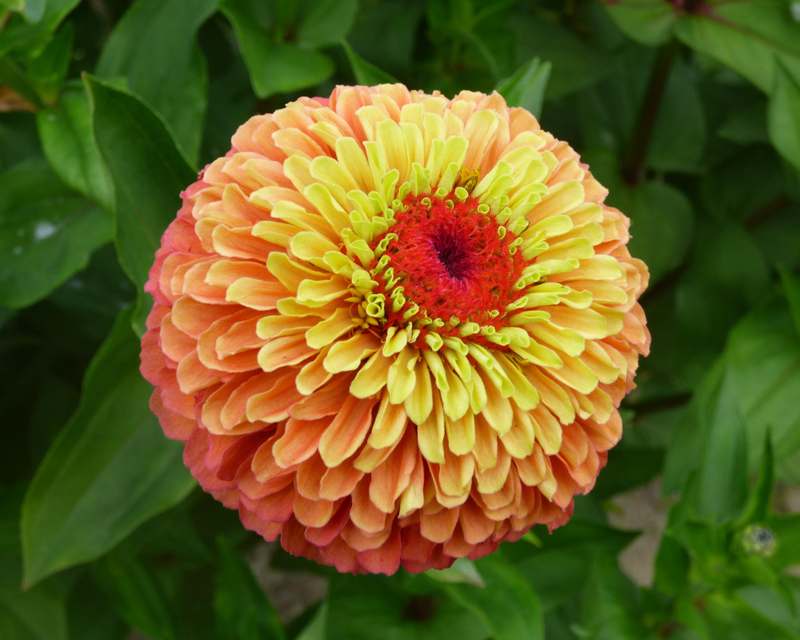Queeny Lime Orange Zinnia Seeds