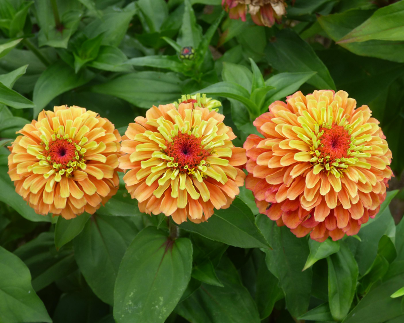 Queeny Lime Orange Zinnia Seeds
