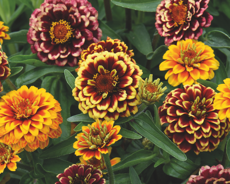 Aztec Sunset Zinnia Seeds