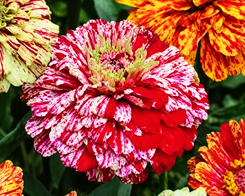 Peppermint Stick Zinnia Seeds