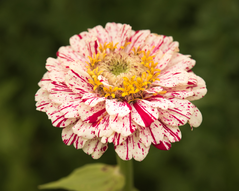 Peppermint Stick Zinnia Seeds