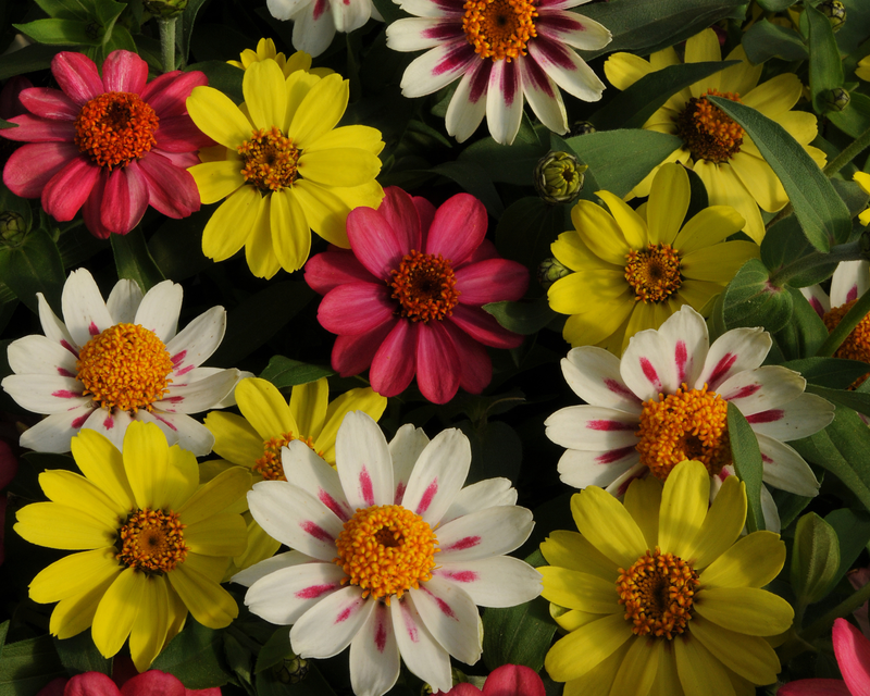 Zahara Raspberry Lemonade Mixed Hybrid Zinnia Seeds