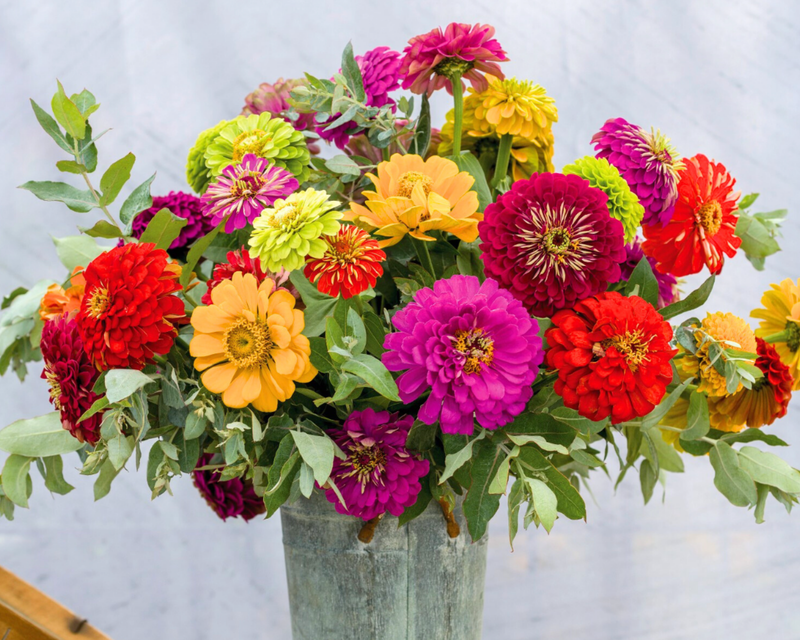 Benary's Giant Mix Zinnia Seeds