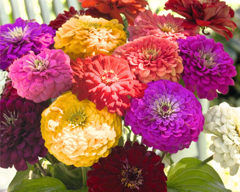 Benary's Giant Mix Zinnia Seeds