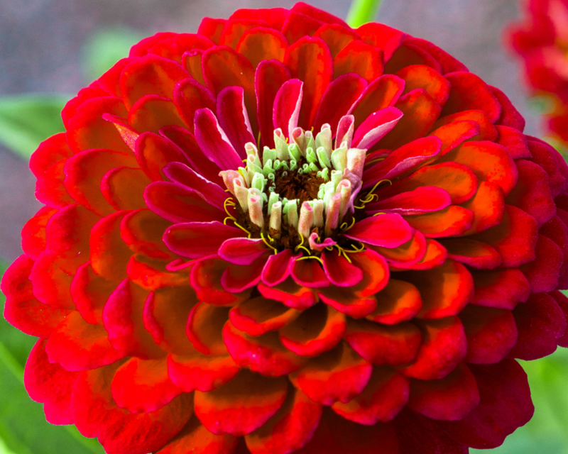 Benary's Giant Mix Zinnia Seeds
