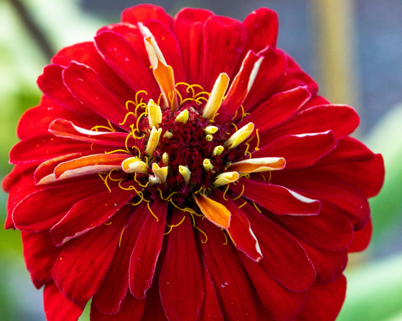 Benary's Giant Mix Zinnia Seeds
