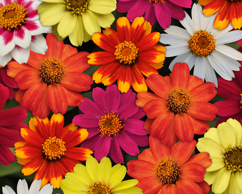 Zahara Series Formula Mix Zinnia Seeds