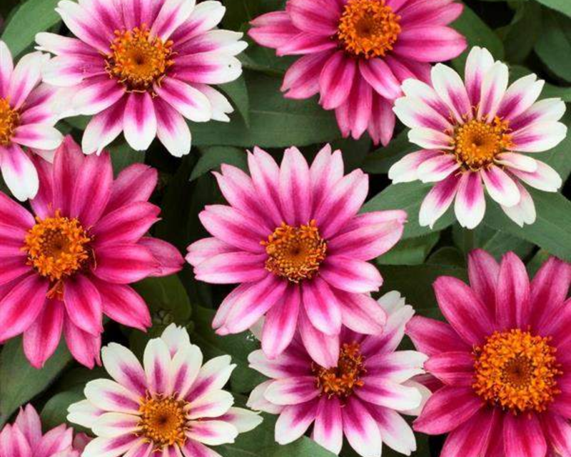 Profusion Cherry Bicolor Hybrid Zinnia Seeds