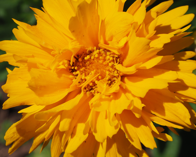 Early Sunrise Coreopsis Seeds