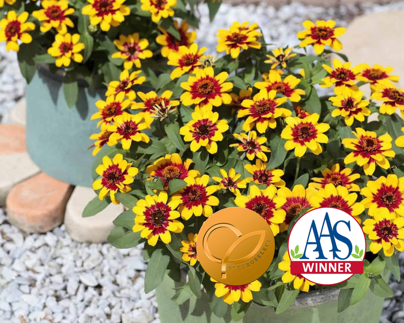 Profusion Red Yellow Bicolor Hybrid Zinnia Seeds