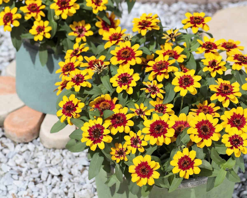 Profusion Red Yellow Bicolor Hybrid Zinnia Seeds