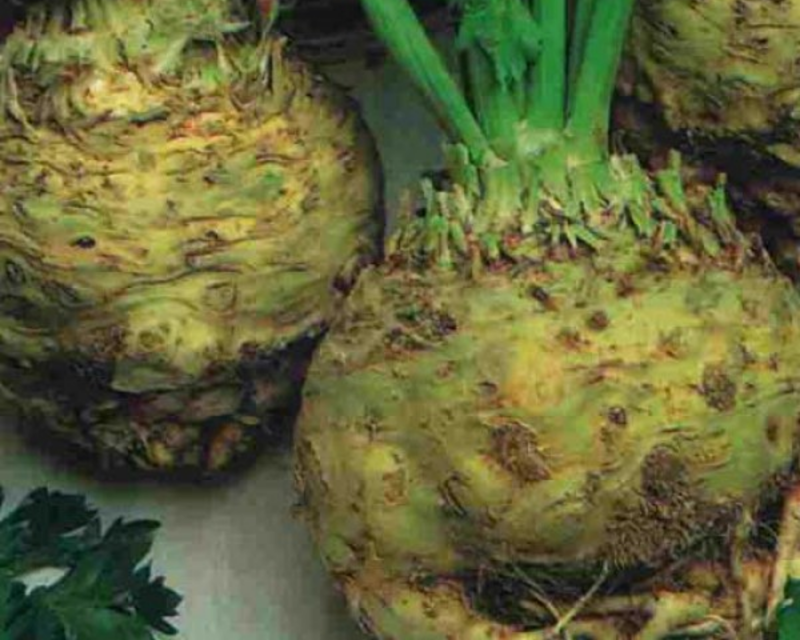 Large Smooth Prague Celeriac Seeds
