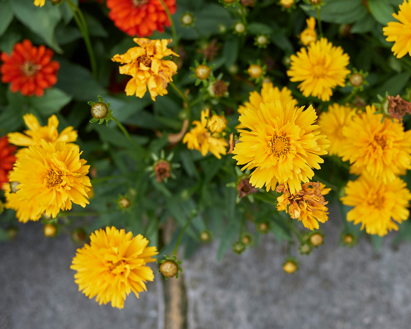 Early Sunrise Coreopsis Seeds